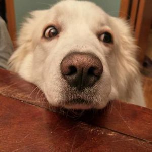 Meet your Posher, Richard